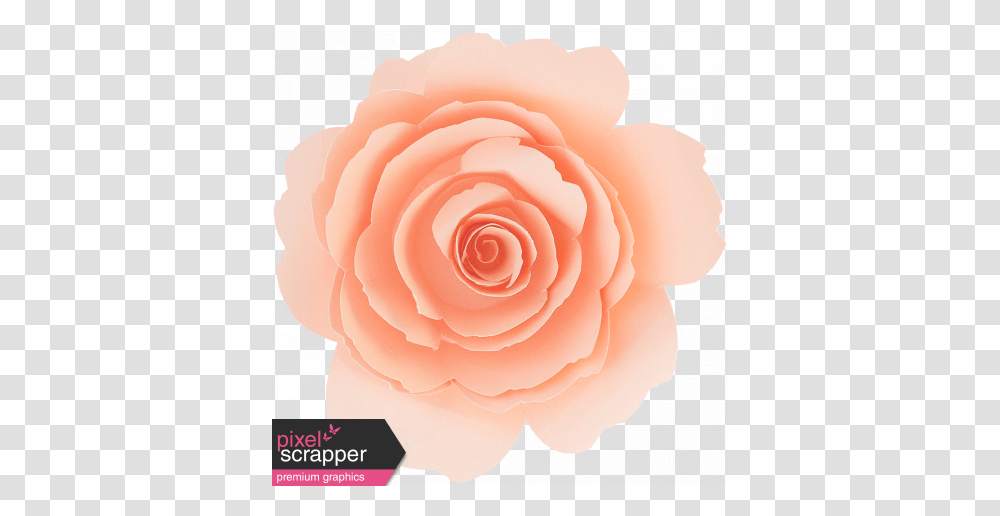 Flowers No15 - Flower 1 Graphic By Elif Ahin Pixel We In Word Art, Plant, Rose, Blossom, Petal Transparent Png