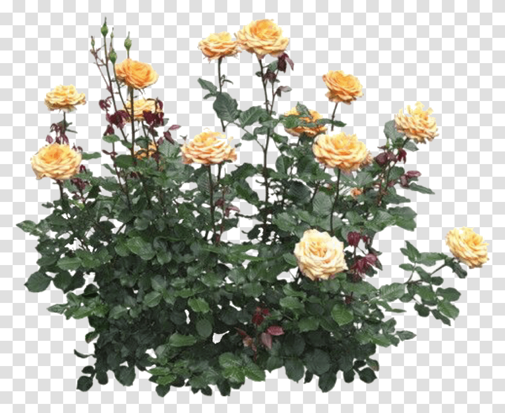 Flowers Overlay And Image Flowers Overlay, Plant, Geranium, Petal, Floral Design Transparent Png