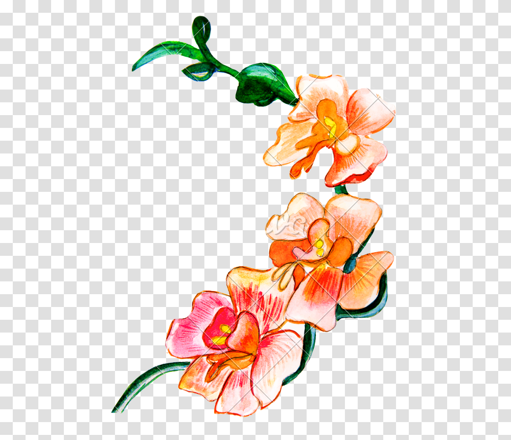 Flowers Painted With Watercolors, Plant, Blossom, Orchid, Lobster Transparent Png