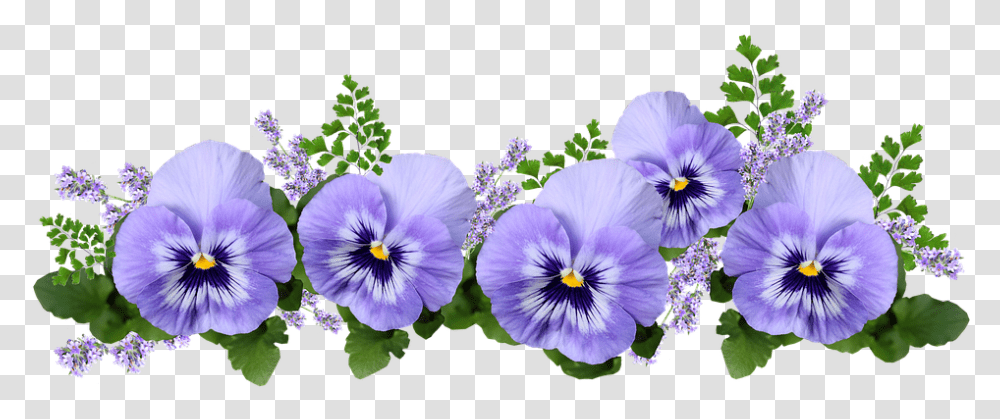 Flowers Pansies Lavender Maiden Hair Fern Pansies, Plant, Blossom, Pansy, Geranium Transparent Png