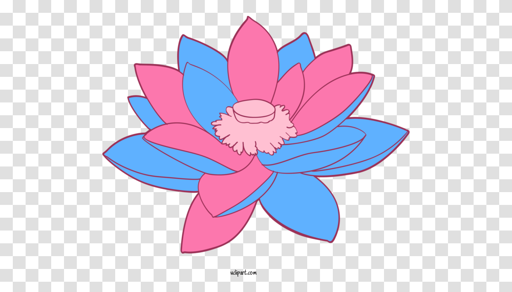 Flowers Petal Lotus Family Pink For Girly, Plant, Blossom, Pond Lily, Daisy Transparent Png