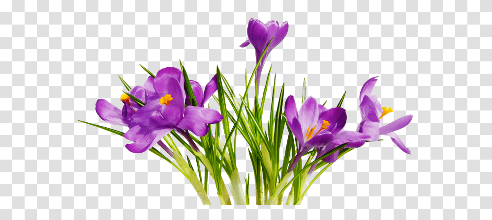 Flowers Photo, Plant, Crocus, Blossom, Purple Transparent Png
