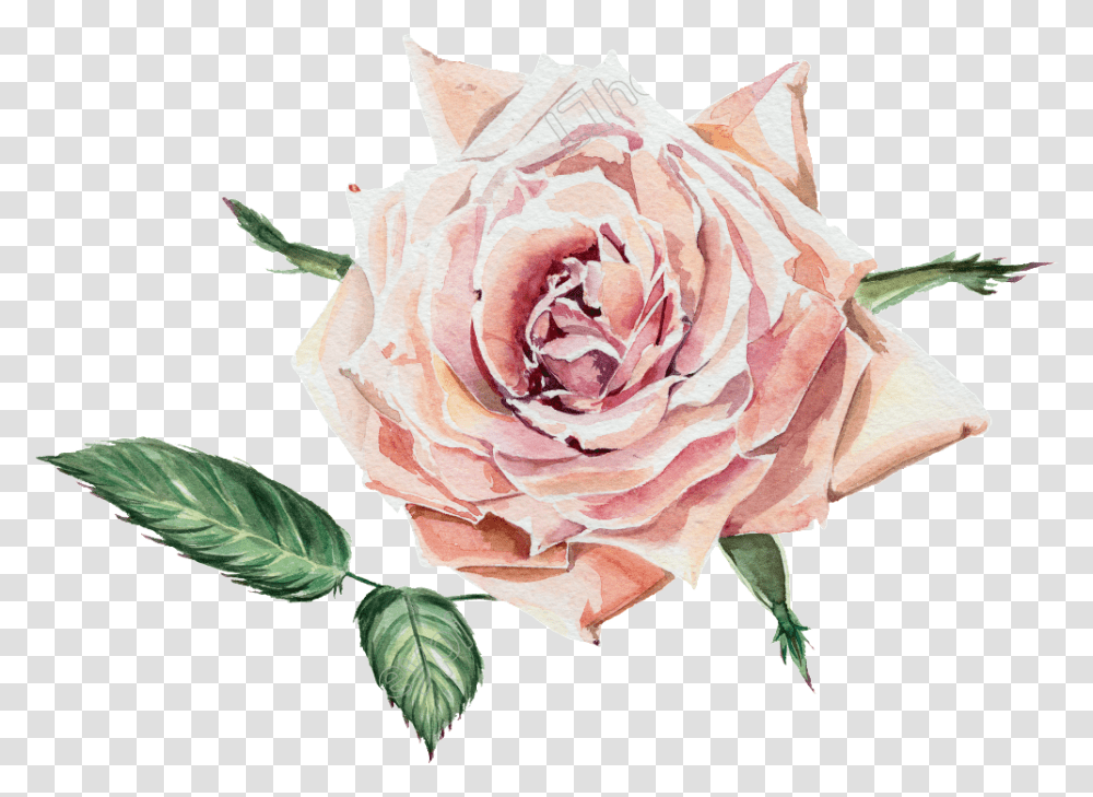 Flowers Pictures And Cliparts, Rose, Plant, Blossom, Petal Transparent Png