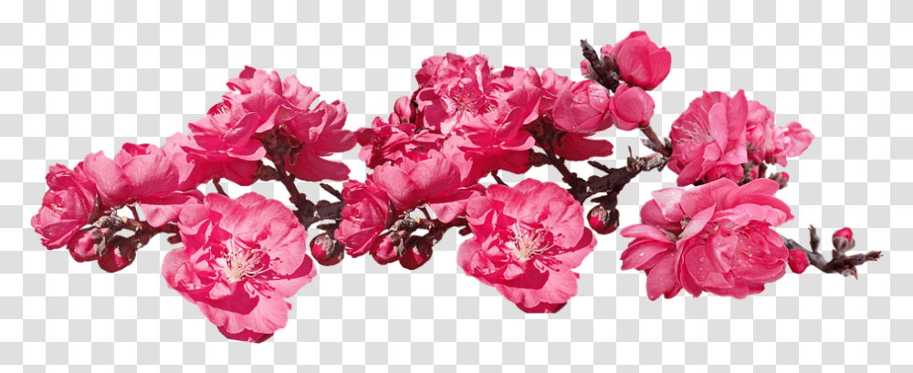 Flowers Pink Blossom Free Photo On Pixabay Peach Tree Pink, Plant, Geranium, Petal, Peony Transparent Png