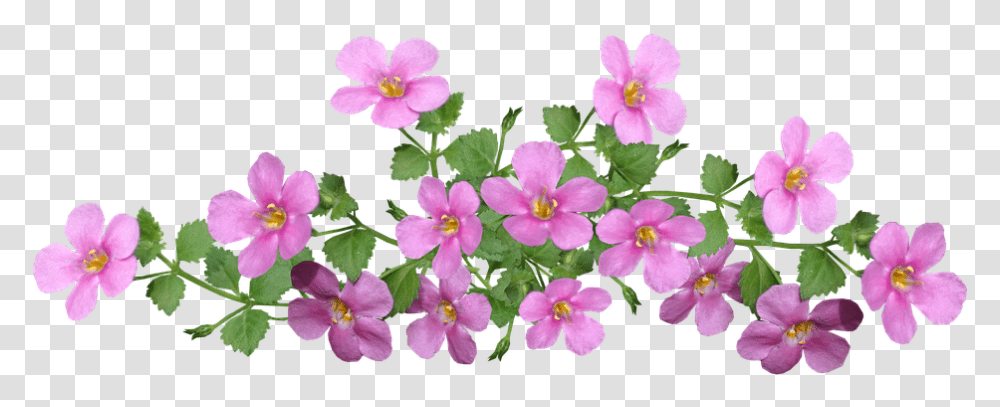 Flowers Pink Ground Cover Cut Free Photo On Pixabay Ground Cover Clipart, Geranium, Plant, Blossom, Petal Transparent Png