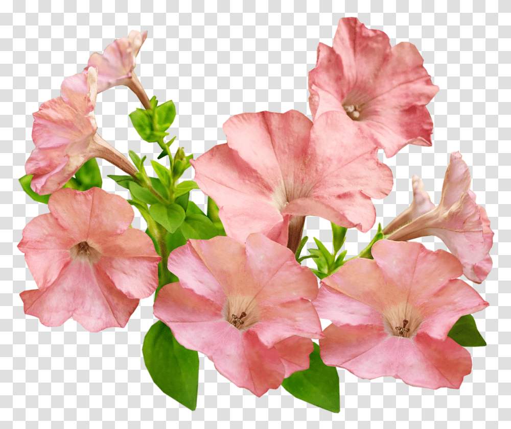 Flowers Pink Petunias Free Image On Pixabay Petunia, Geranium, Plant, Blossom, Anther Transparent Png
