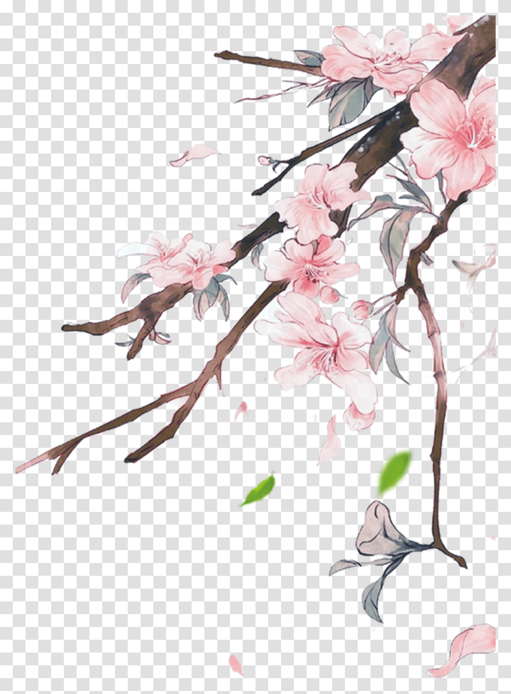 Flowers Pink Pinkflowers Japanese Nature Ftestickers Background Chinese Flowers, Plant, Blossom, Cherry Blossom, Petal Transparent Png