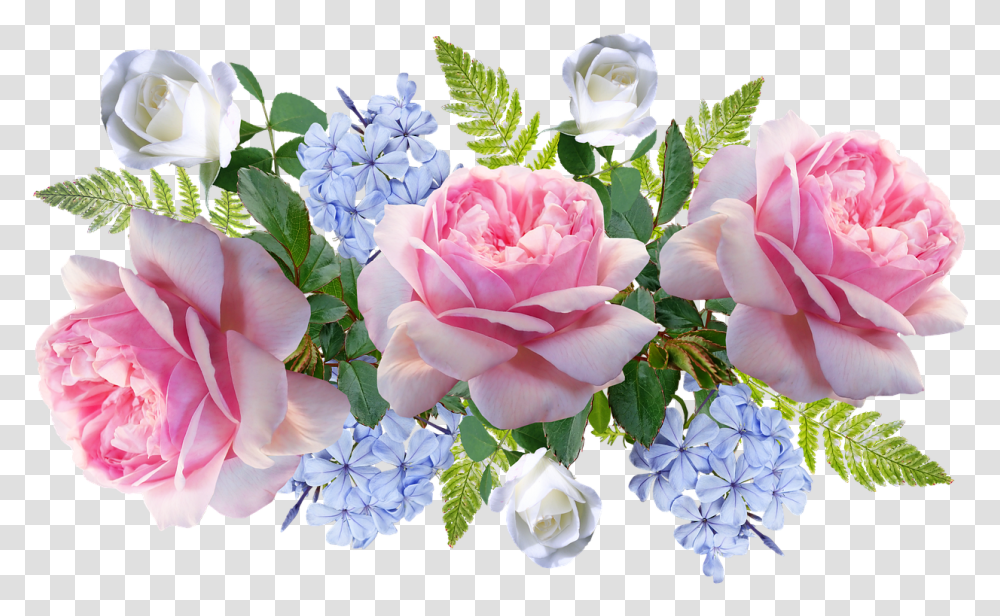 Flowers Pink Roses Free Image On Pixabay Flores Rosas Y Azul, Plant, Blossom, Flower Bouquet, Flower Arrangement Transparent Png