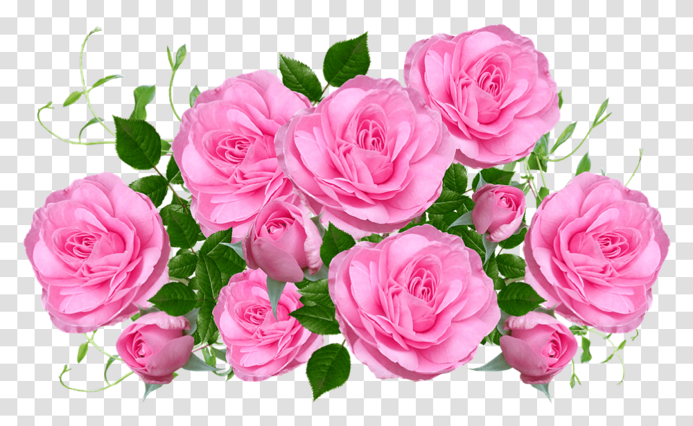 Flowers Pink Roses Free Image On Pixabay Rosa Rosas, Plant, Blossom, Petal, Flower Bouquet Transparent Png