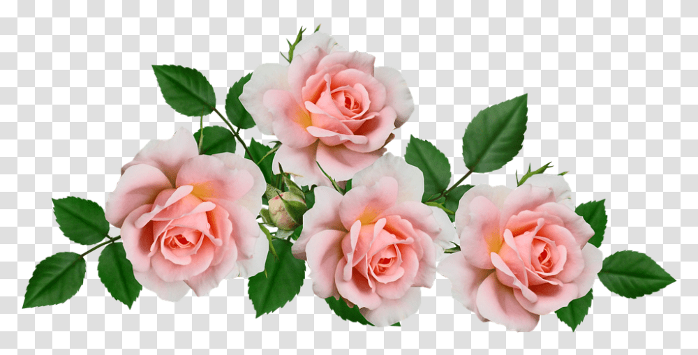 Flowers Pink Roses Free Photo On Pixabay Gambar Bunga Warna Pink, Plant, Blossom, Petal, Flower Arrangement Transparent Png