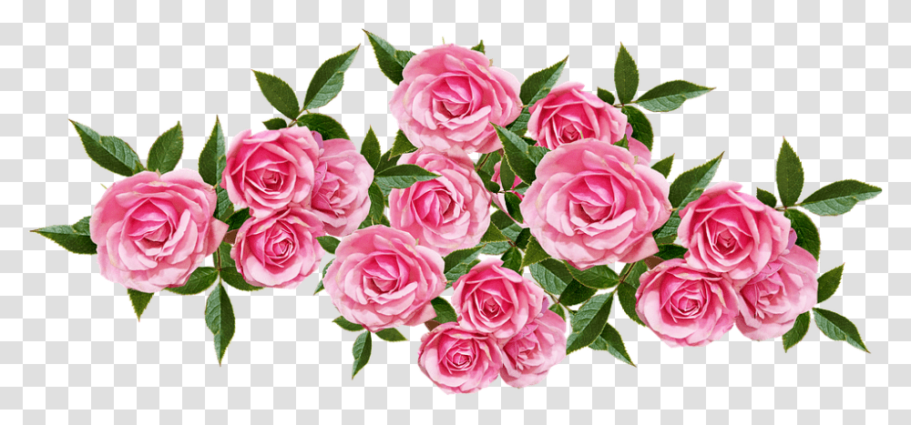 Flowers Pink Roses Free Photo On Pixabay Garden Roses, Plant, Blossom, Petal, Flower Bouquet Transparent Png