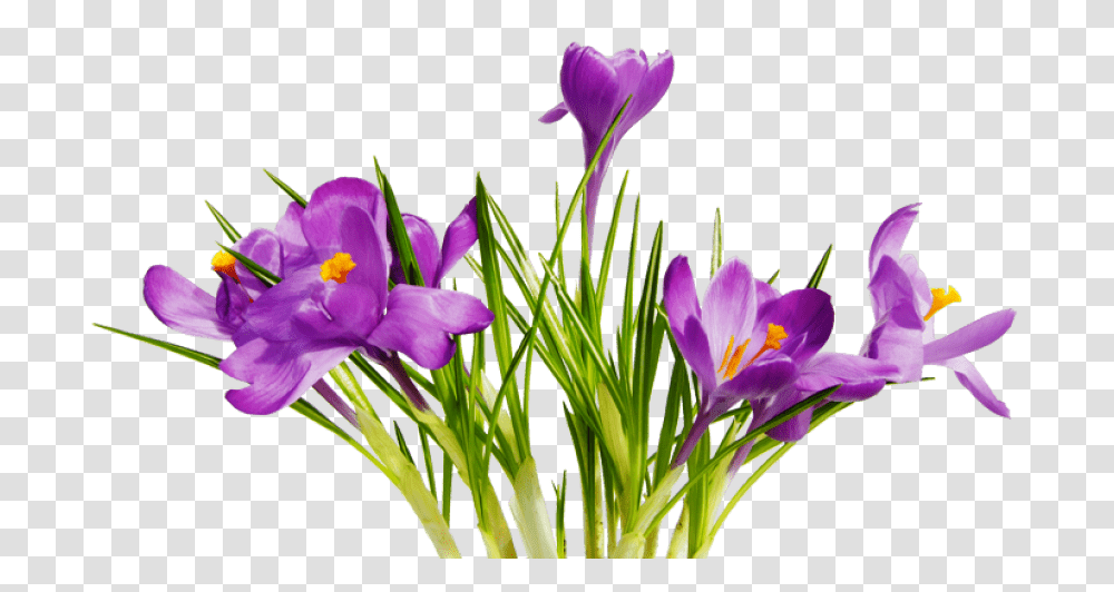 Flowers, Plant, Crocus, Blossom, Iris Transparent Png