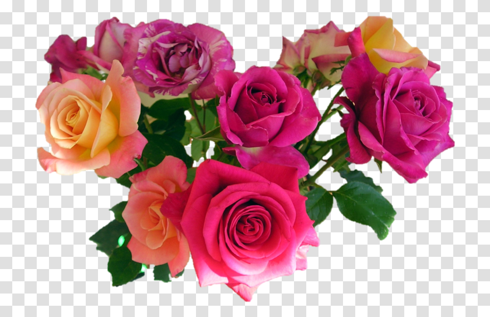 Flowers, Plant, Rose, Blossom, Flower Bouquet Transparent Png