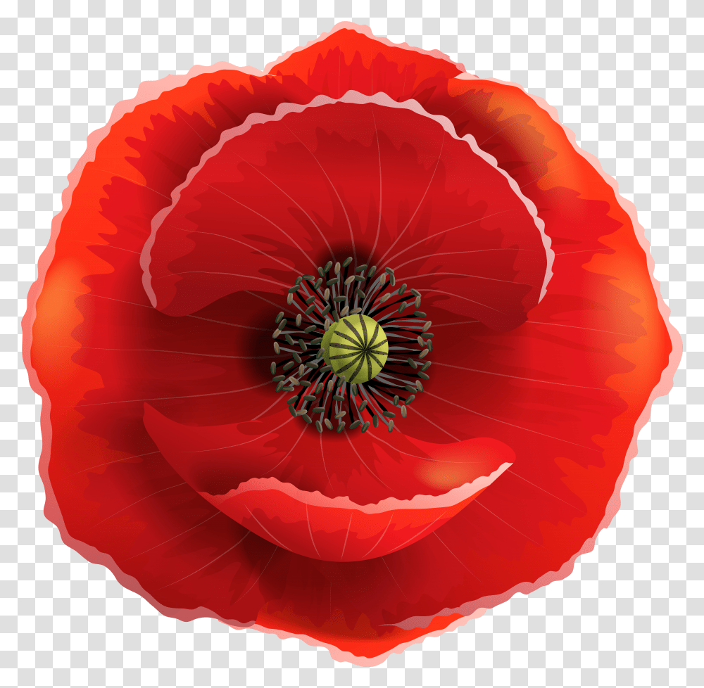 Flowers Poppies V Transparent Png