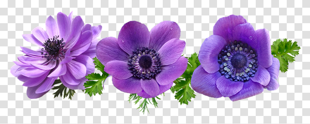 Flowers Purple Anemone Leaves Purple, Plant, Blossom, Geranium, Petal Transparent Png