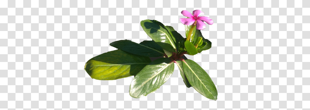 Flowers Purple, Leaf, Plant, Geranium, Acanthaceae Transparent Png