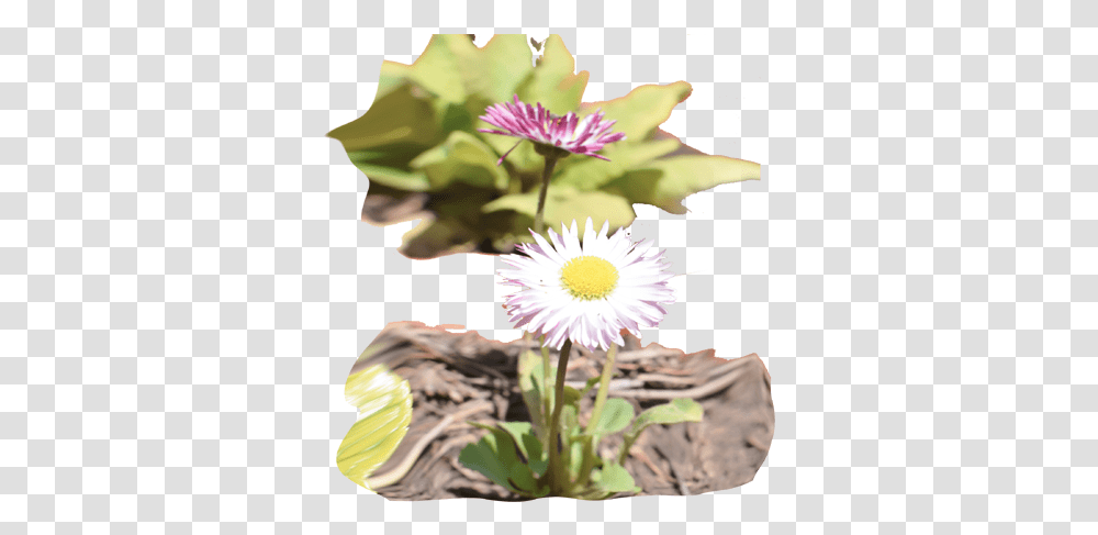 Flowers Purple, Plant, Blossom, Daisy, Daisies Transparent Png