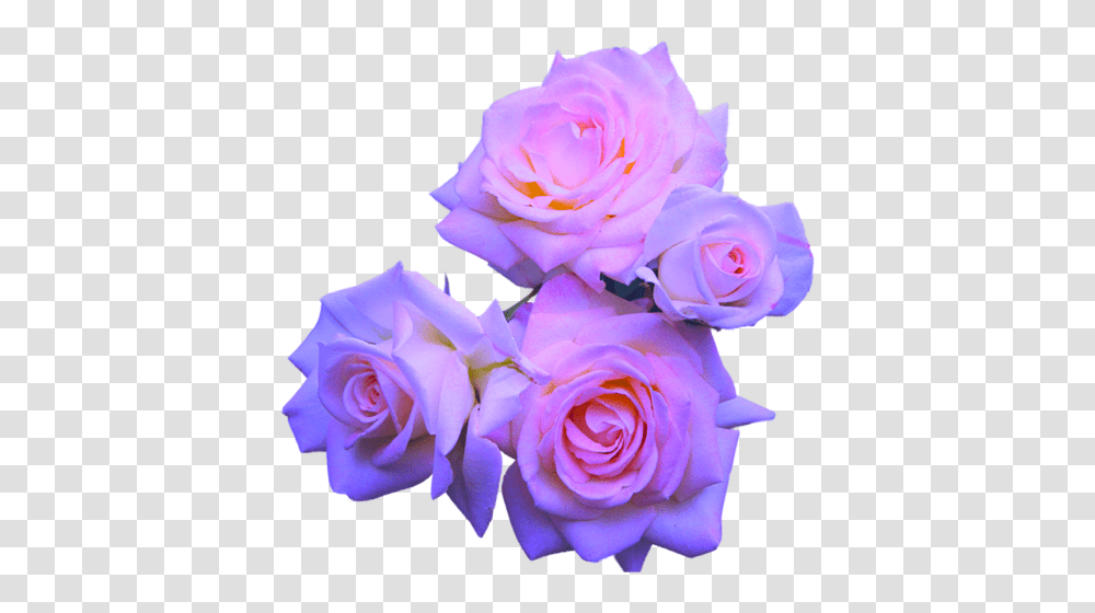 Flowers Purple Roses Aesthetic Flowers, Plant, Blossom, Flower Bouquet, Flower Arrangement Transparent Png