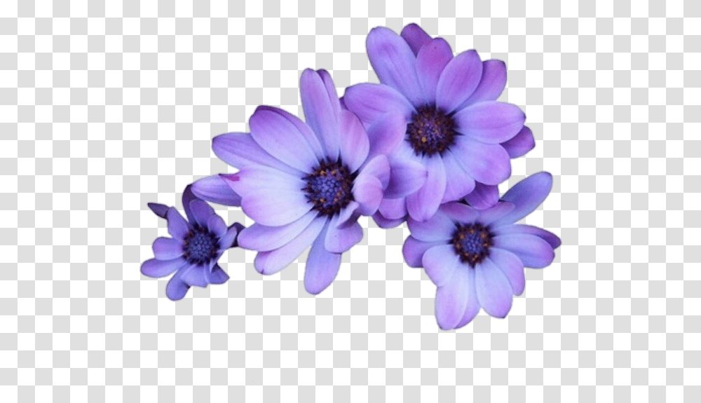 Flowers Purple Tumblr Overlays Editingneeds Foredit Purple Flower Background, Plant, Anemone, Blossom, Petal Transparent Png