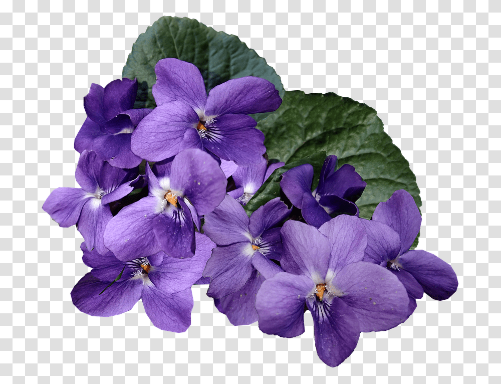 Flowers Purple Violets Blue Violet, Plant, Geranium, Blossom, Petal Transparent Png