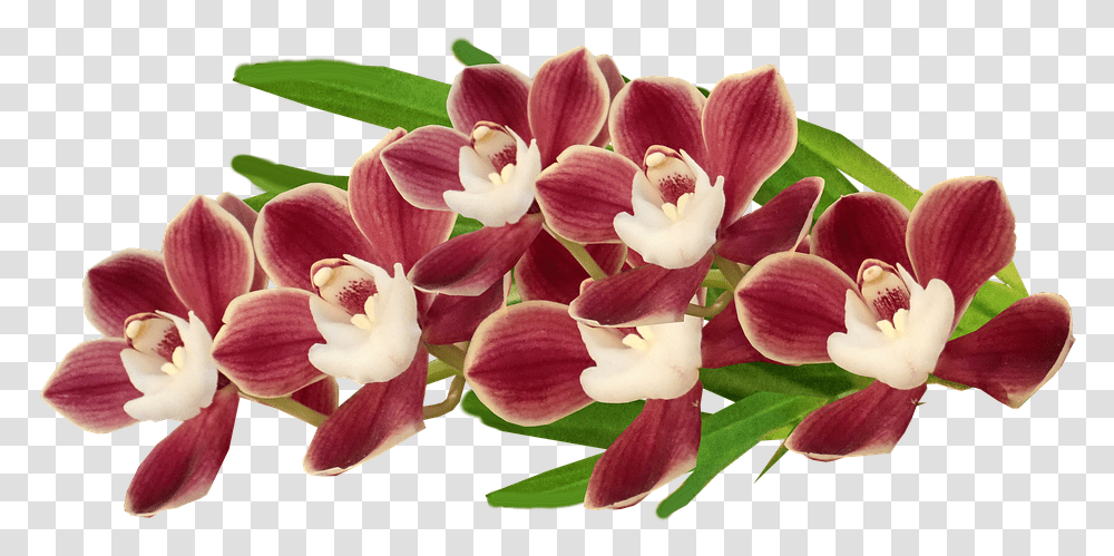 Flowers Red Orchids Free Photo On Pixabay Orchids Of The Philippines, Plant, Blossom Transparent Png