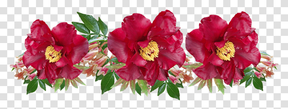 Flowers Red Peony Free Photo On Pixabay Camellia, Plant, Blossom, Petal, Pollen Transparent Png