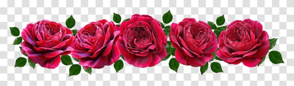 Flowers Red Roses Romantic Banner Hybrid Tea Rose, Plant, Blossom, Petal, Geranium Transparent Png