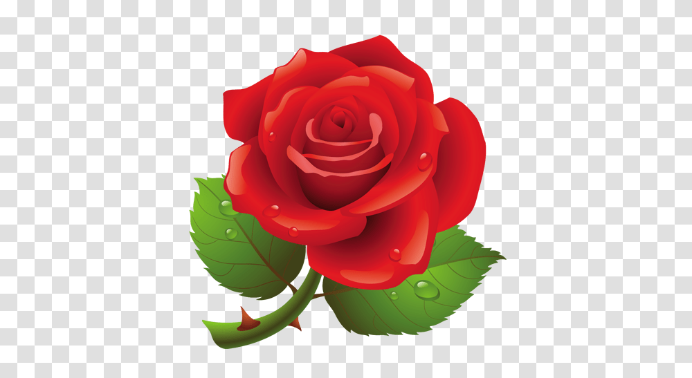 Flowers, Rose, Plant, Blossom, Petal Transparent Png