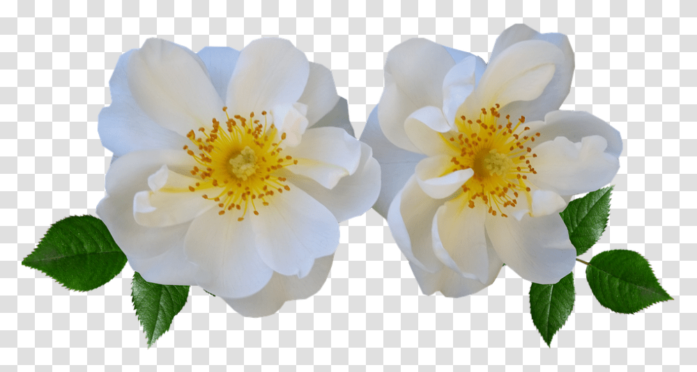 Flowers Rose White Summer White Summer Flowers, Plant, Pollen, Dahlia, Anther Transparent Png