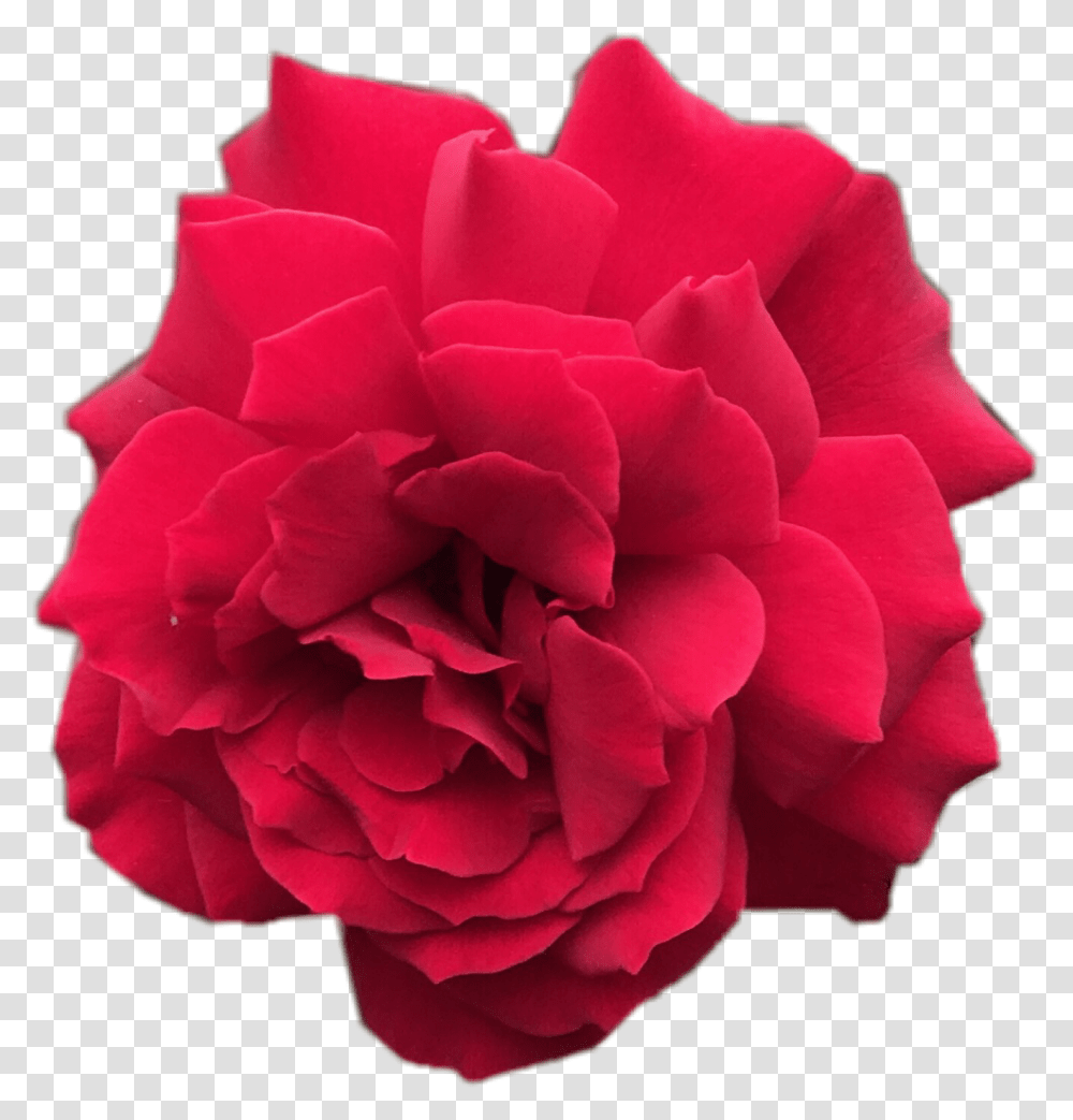 Flowers Rosechallengescrose Rose Red Flower Carnation, Plant, Blossom, Geranium, Petal Transparent Png