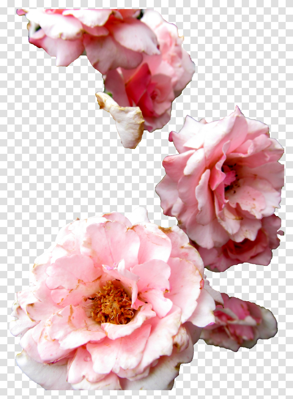 Flowers Roses Flowers Rose Red Peony On Background, Plant, Blossom, Geranium, Petal Transparent Png