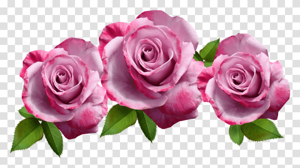 Flowers Roses Mauve Fragrant Cut Out Isolated Garden Roses, Plant, Blossom, Petal Transparent Png