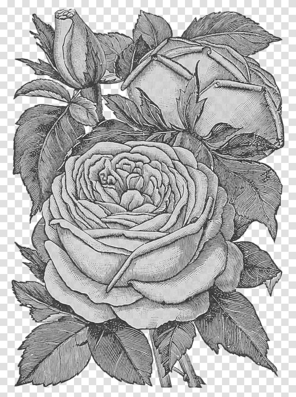Flowers Roses Pencil Drawing Bouquet Of Flowers, Art, Plant, Doodle, Sketch Transparent Png