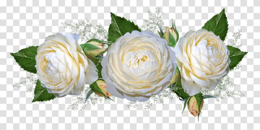 Flowers Roses White Garden Nature, Plant, Blossom, Petal, Flower Arrangement Transparent Png