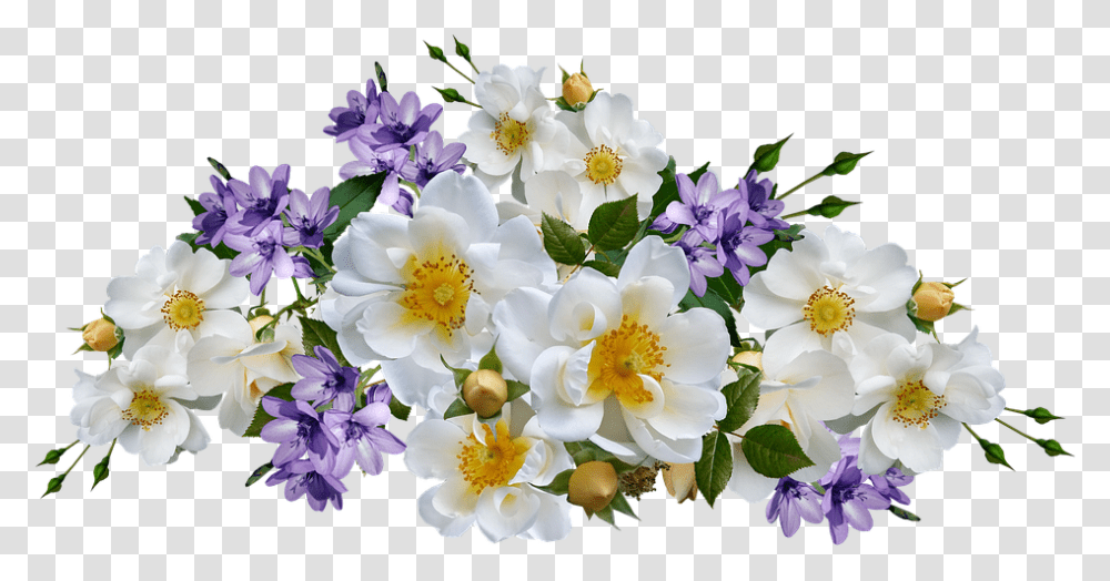 Flowers Roses White Mauve Babianas Isolated Bunga Mawar Putih, Plant, Blossom, Flower Bouquet, Flower Arrangement Transparent Png