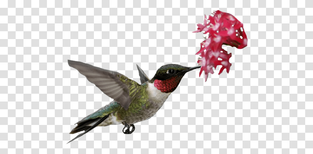 Flowers Rubythroated Hummingbird Archilochus Ruby Throated Hummingbird, Animal, Bee Eater, Flying, Beak Transparent Png