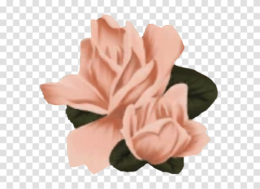 Flowers Shawnmendes Shawn Mendes Roses Shawnmendesflowers Shawn Mendes Flowers, Plant, Blossom, Carnation, Petal Transparent Png