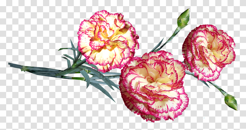Flowers Striped Carnations Stems Cut Out Isolated Dianthus, Plant, Blossom Transparent Png