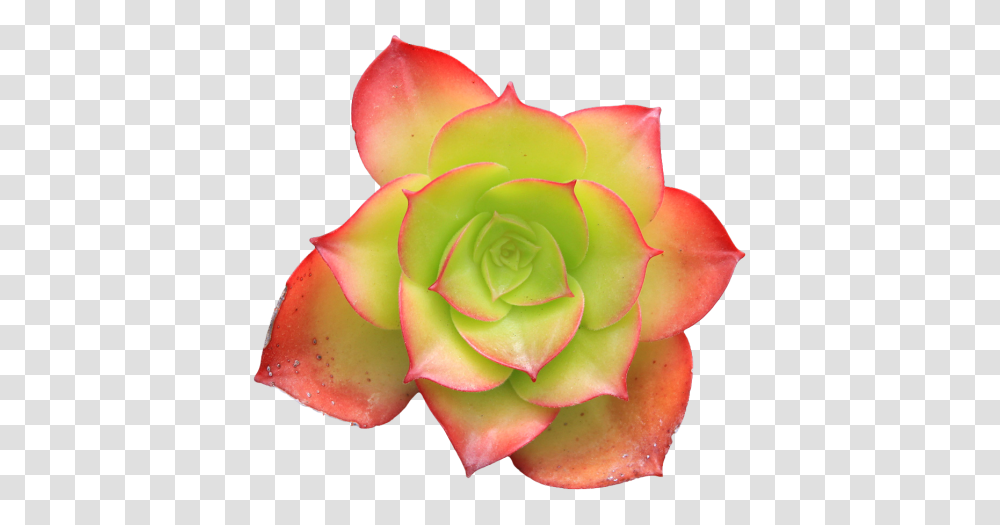 Flowers Succulent From The And Variety, Plant, Rose, Petal, Ornament Transparent Png
