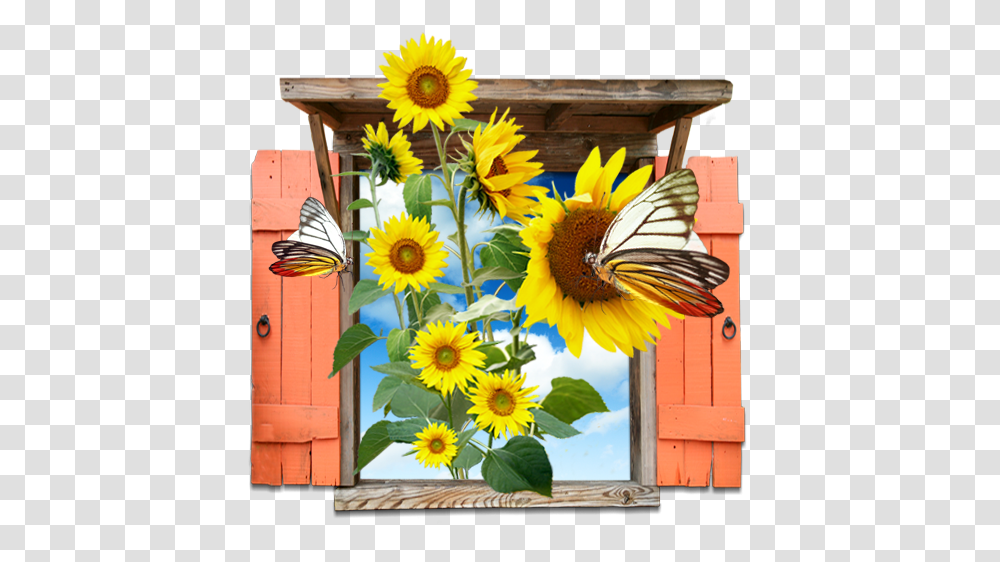 Flowers Sunflowers Window Icon Kupu Kupu Dan Bunga Matahari, Plant, Interior Design, Daisy, Art Transparent Png