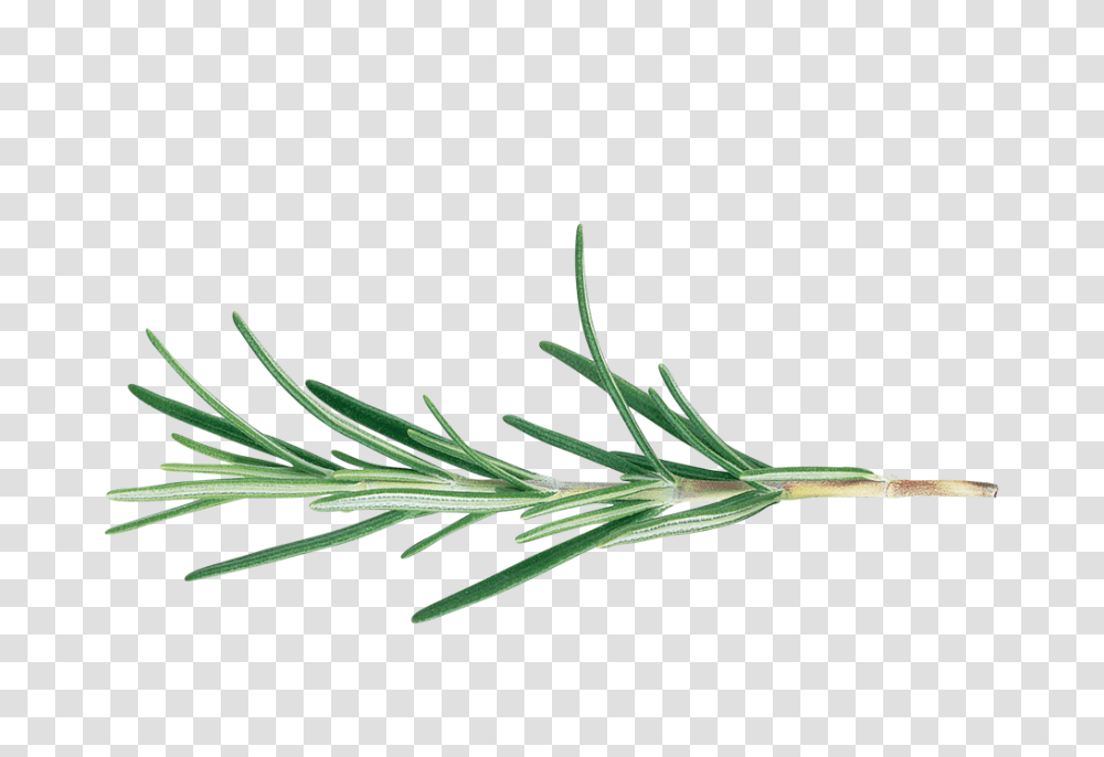 Flowers To Pick In October, Plant, Green, Grass, Pottery Transparent Png