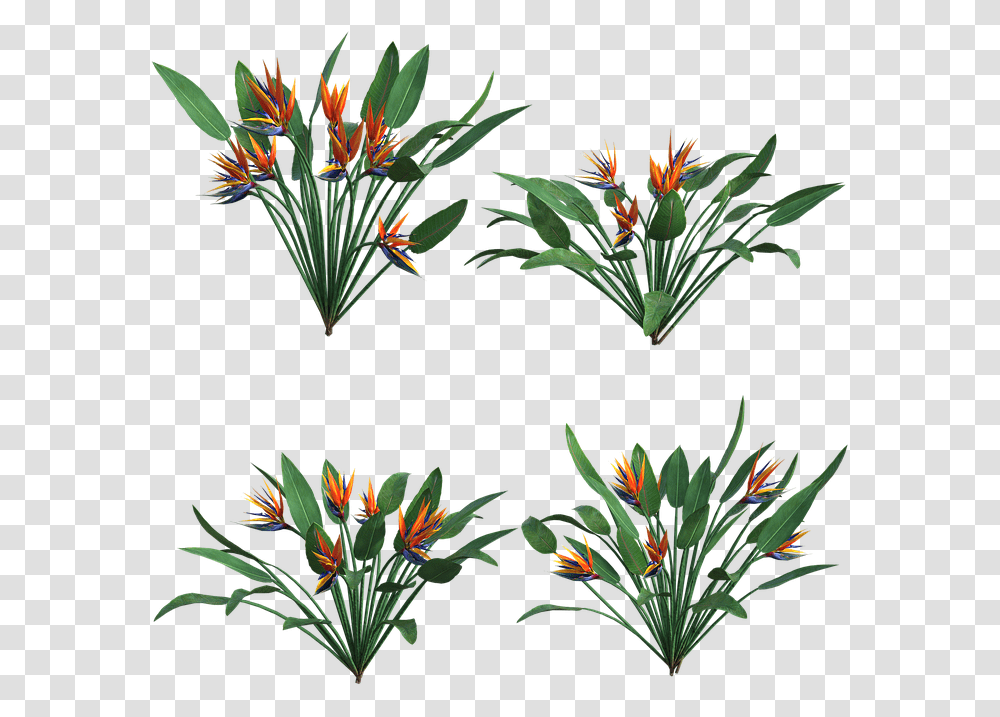 Flowers Tropical Leaves Free Image On Pixabay Bloem Achtergrond, Plant, Vegetation, Acanthaceae, Bush Transparent Png