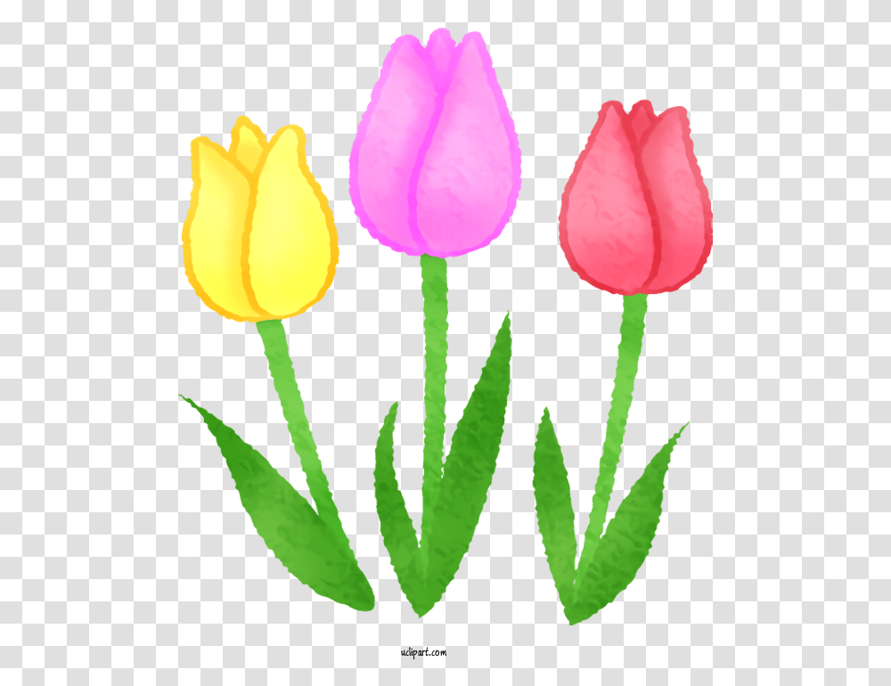 Flowers Tulip Drawing For Tulip Clipart Flowers Clip Art Lovely, Plant, Blossom Transparent Png