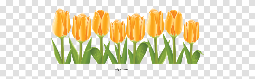 Flowers Tulip Flower Drawing For Tulips Clip Art, Plant, Blossom, Petal Transparent Png