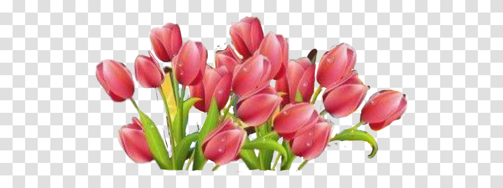 Flowers Tulips Growth Pink Sticker By Carrie Fouts March 8, Plant, Blossom, Petal, Bud Transparent Png