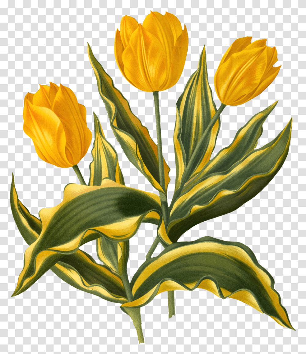 Flowers Tulips Yellow Free Image On Pixabay Tulip, Plant, Blossom, Petal, Flower Arrangement Transparent Png