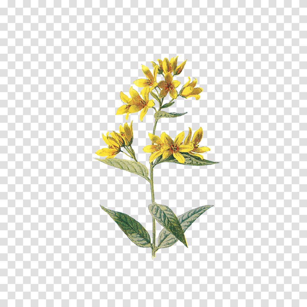 Flowers Tumblr Aesthetic Nichememes Tumblr Flowers Yellow Flower Aesthetic, Acanthaceae, Plant, Blossom, Tree Transparent Png