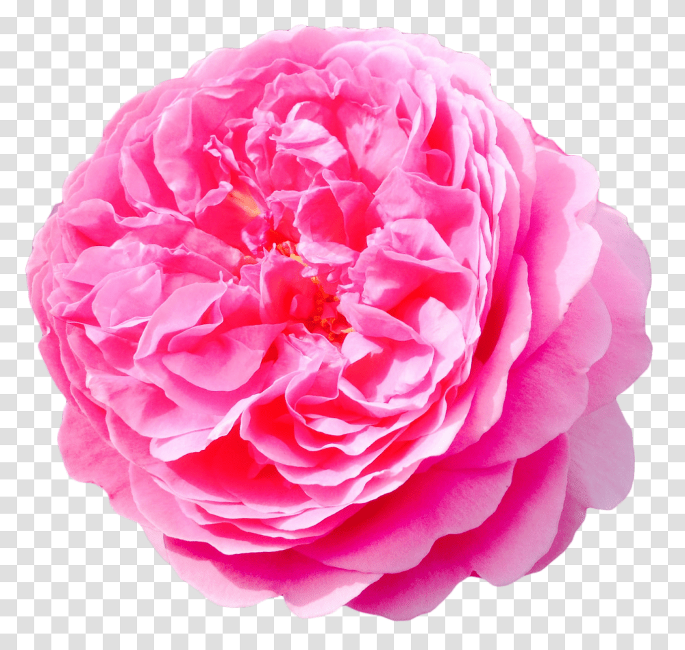 Flowers Tumblr Download Damask Rose Free, Plant, Blossom, Peony, Carnation Transparent Png