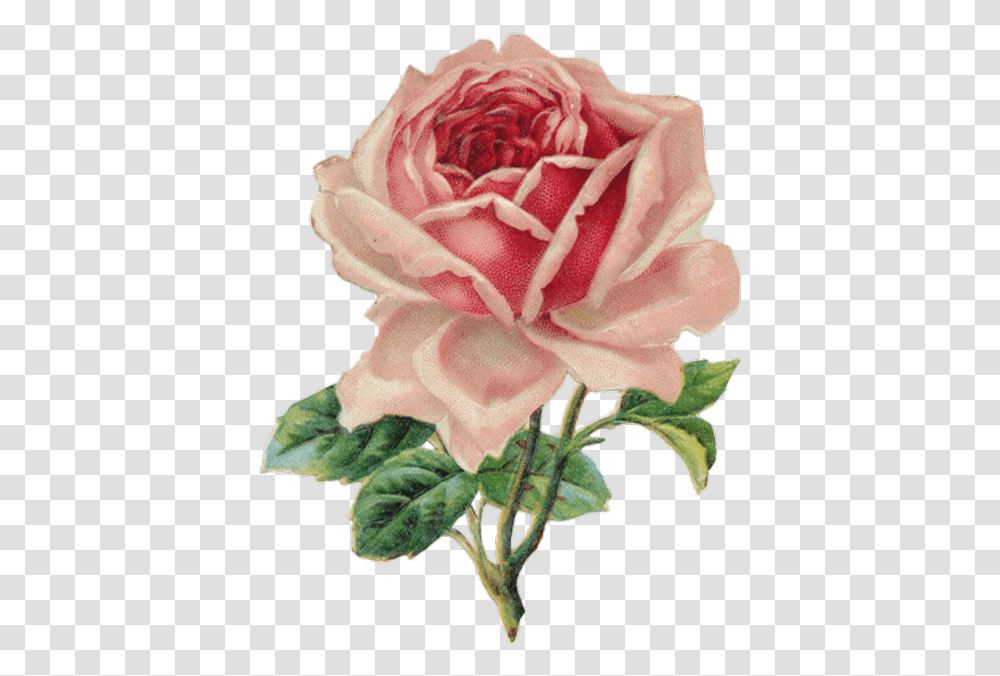 Flowers Tumblr Images Vintage Rose Clip Art, Plant, Blossom, Petal, Carnation Transparent Png