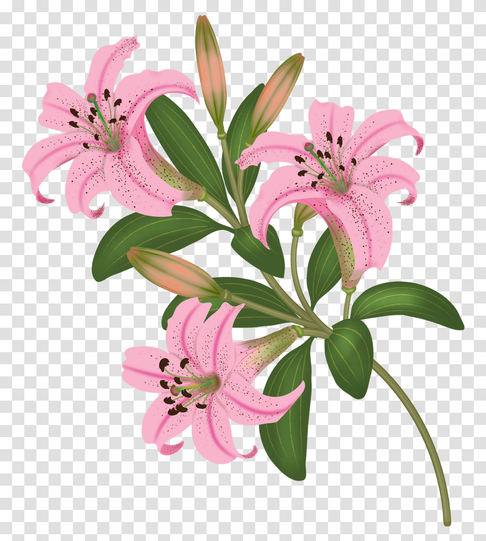 Flowers Vector Flower Vector, Plant, Lily, Blossom, Amaryllidaceae Transparent Png
